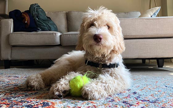 cards A Guide to the Labradoodle