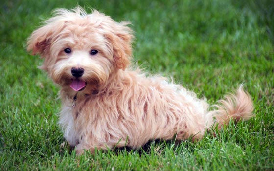 cards Meet the Maltipoo: Fun Facts, History & Care Tips