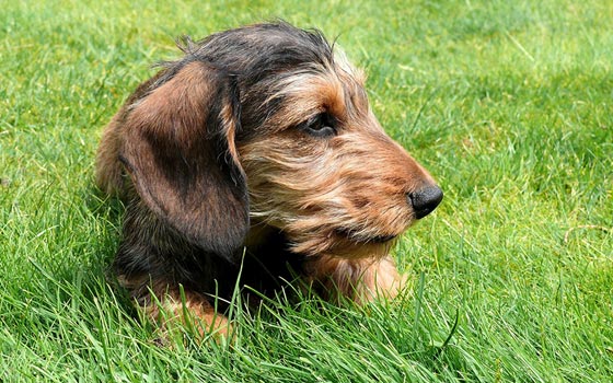 cards Meet the Miniature Dachshund
