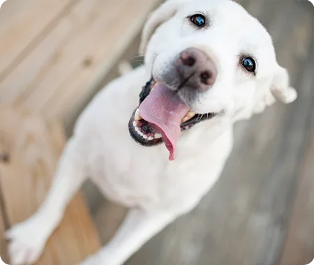 A dog with its tongue hanging out