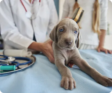 puppy at vet