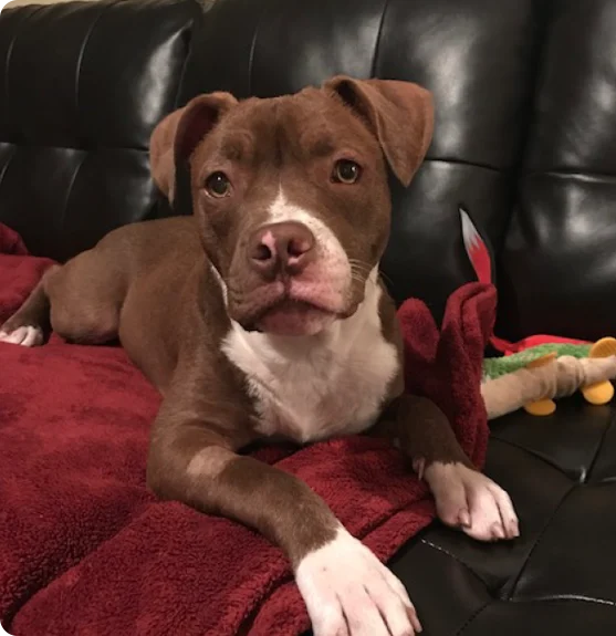 A brown and white dog