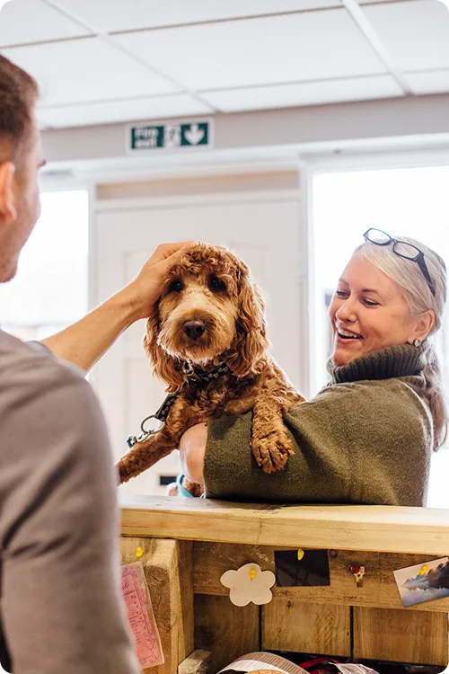 A woman holds a curly-haired dog in her arms will someone pats its head