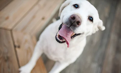 A yellow lab smiling