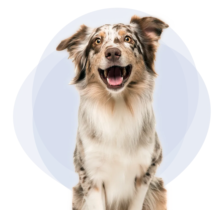 Happy-looking multicolor Australian Shepherd dog facing forward to learn about pet insurance claims.