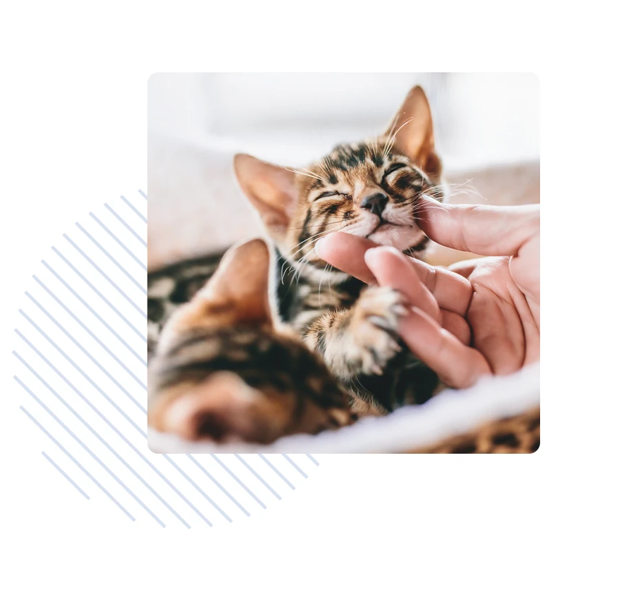 hero-breeder-partner-kitten