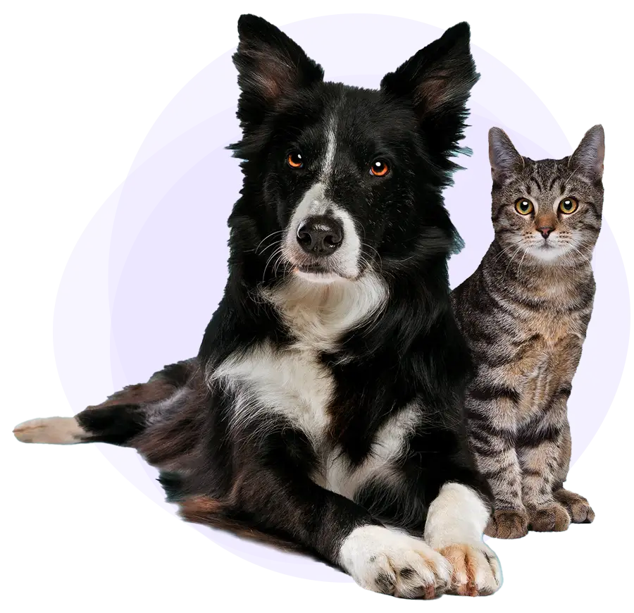A black-and-white dog and a gray cat looking at you