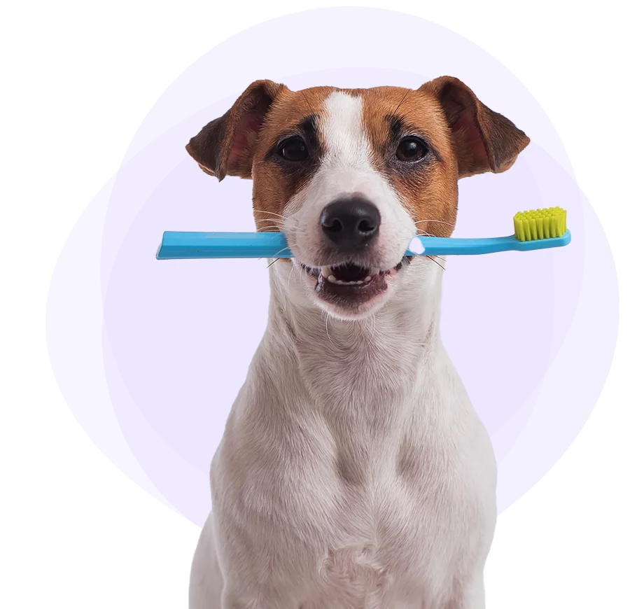 A dog holding a toothbrush in its mouth