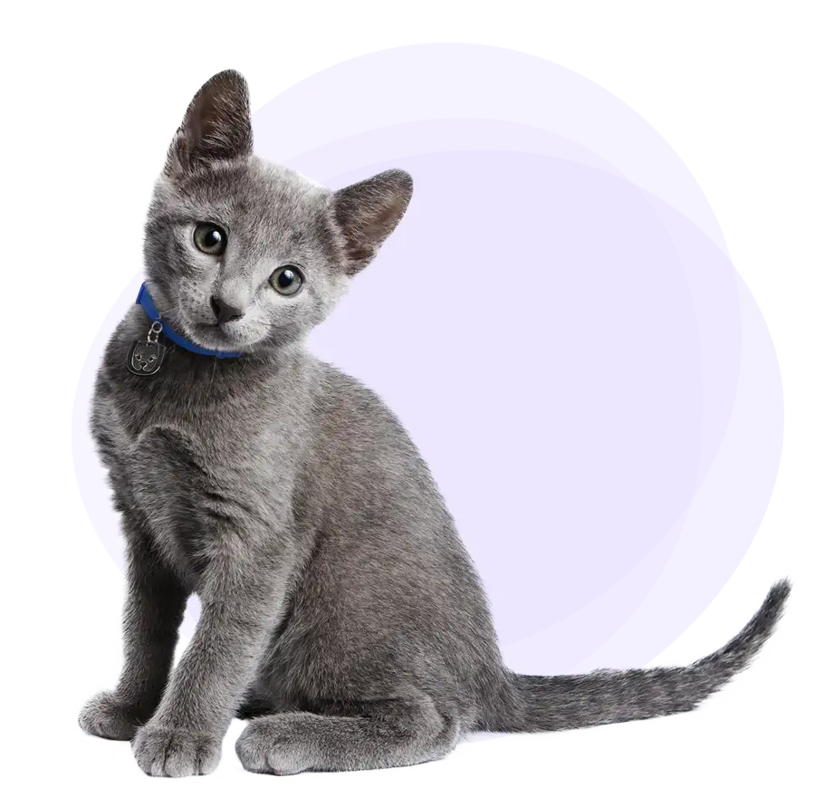 A gray kitten