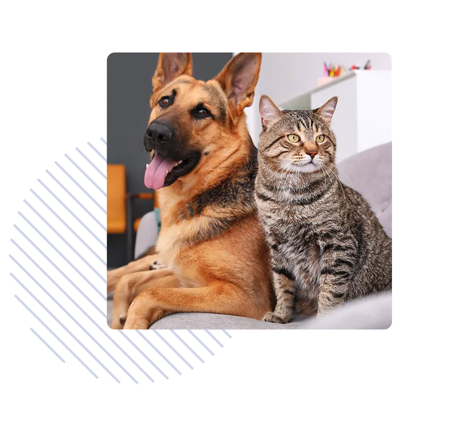 A dog and a cat sit next to each other on a bed