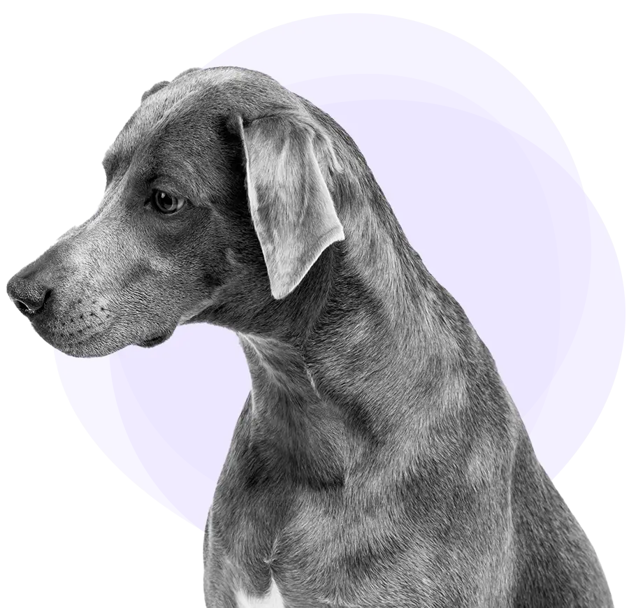 A Heeler staring to the right