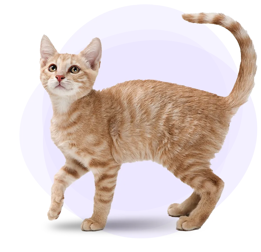hero-orange-cat-900-webp