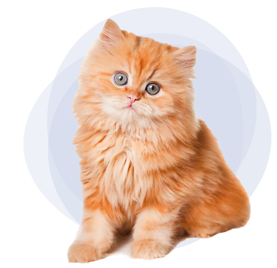 Orange kitten