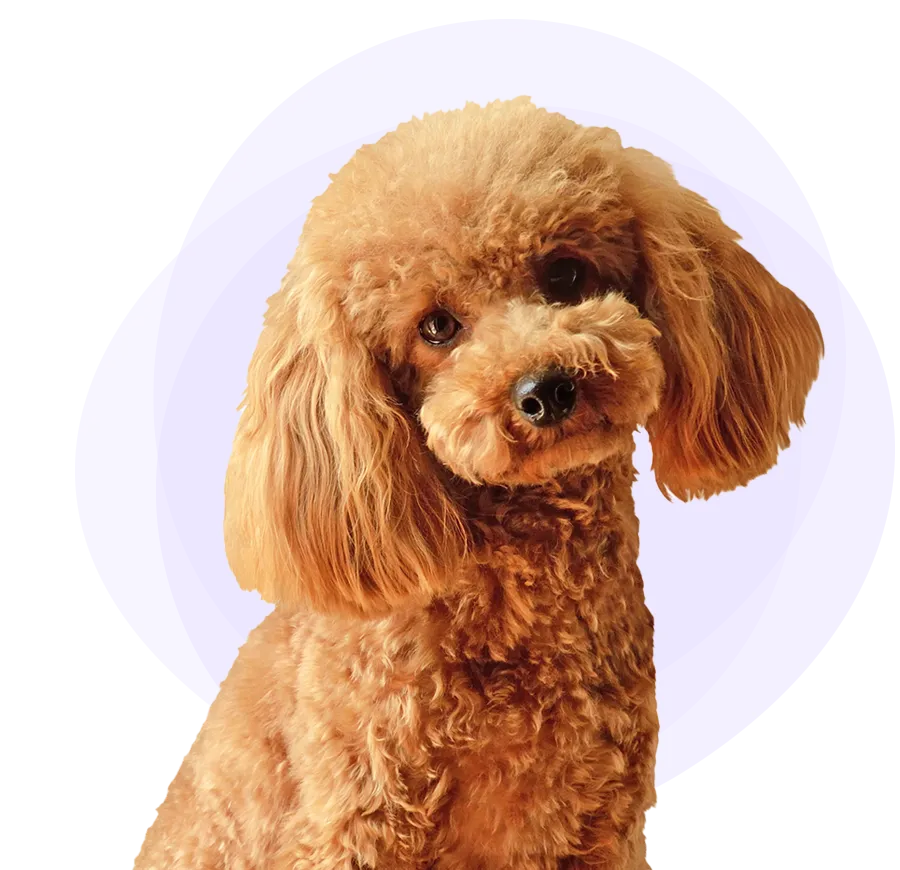 A Poodle with its head cocked to the right