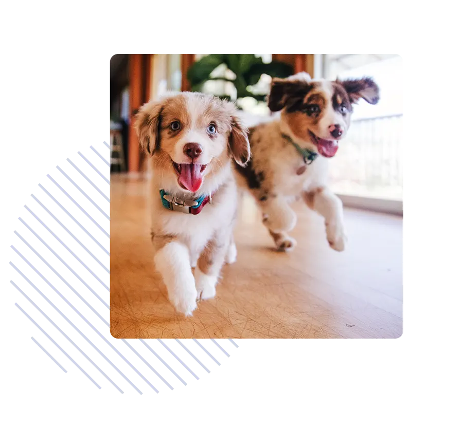 Two puppies running.