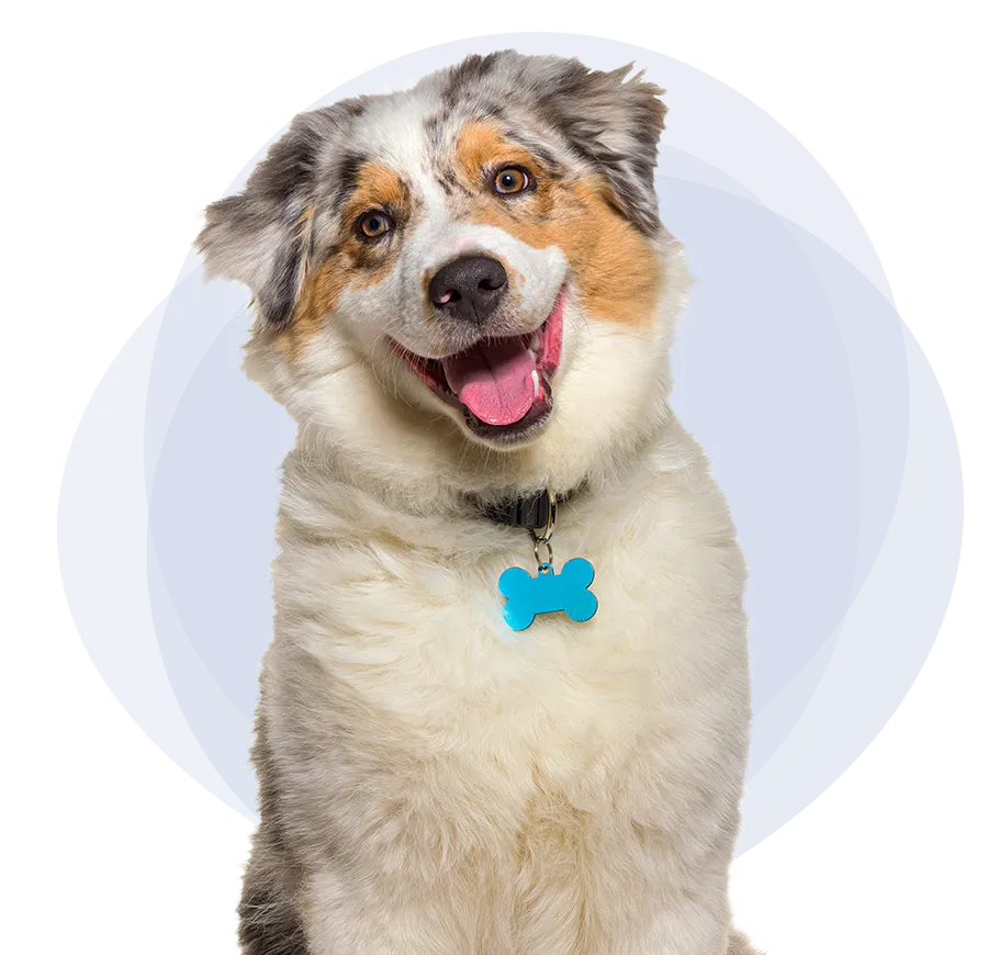 Australian Shepherd dog with collar