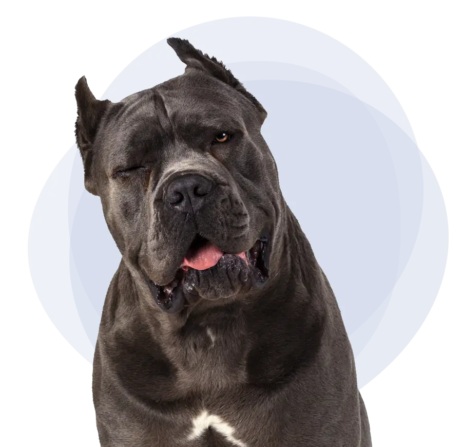 Black Cane Corso dog