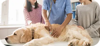 A vet checking a dog's heartbeat