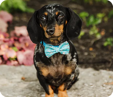 Frank the Dachshund