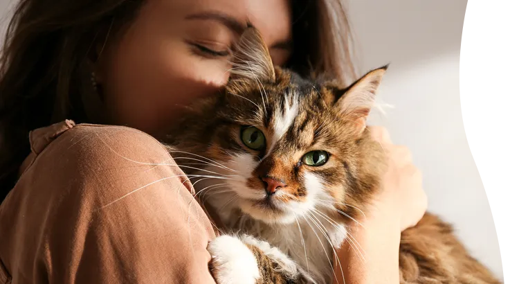 A veterinarian holding a gray cat