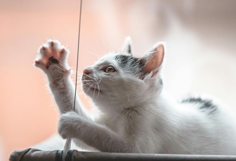 small-cat-high-five-paw