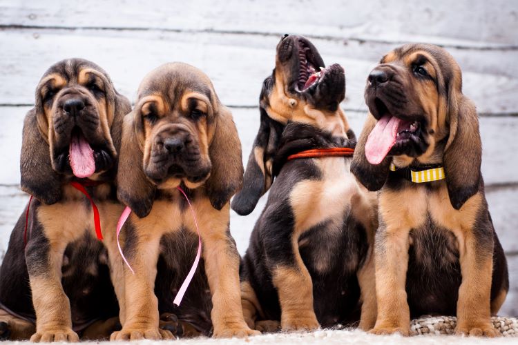 group of bloodhound puppies sitting together