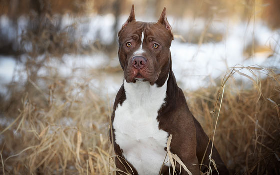cards Get to Know the American Pit Bull Terrier