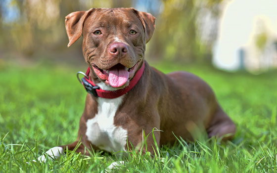 Brown American Pit Bull Terrier laying in green grass wearing a red collar.