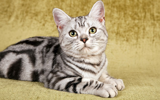 Black and gray American shorthair cat laying on a carpeted surface