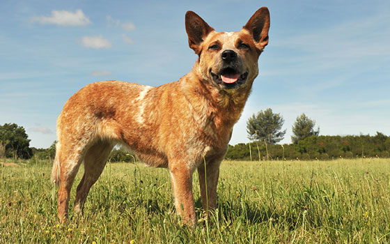 A red heeler standing in a field.