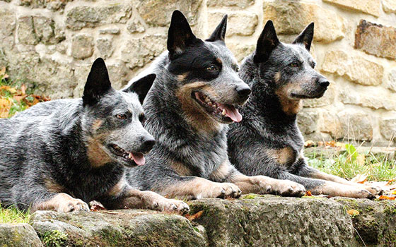cards Get to Know the Australian Cattle Dog (a.k.a. Heeler)
