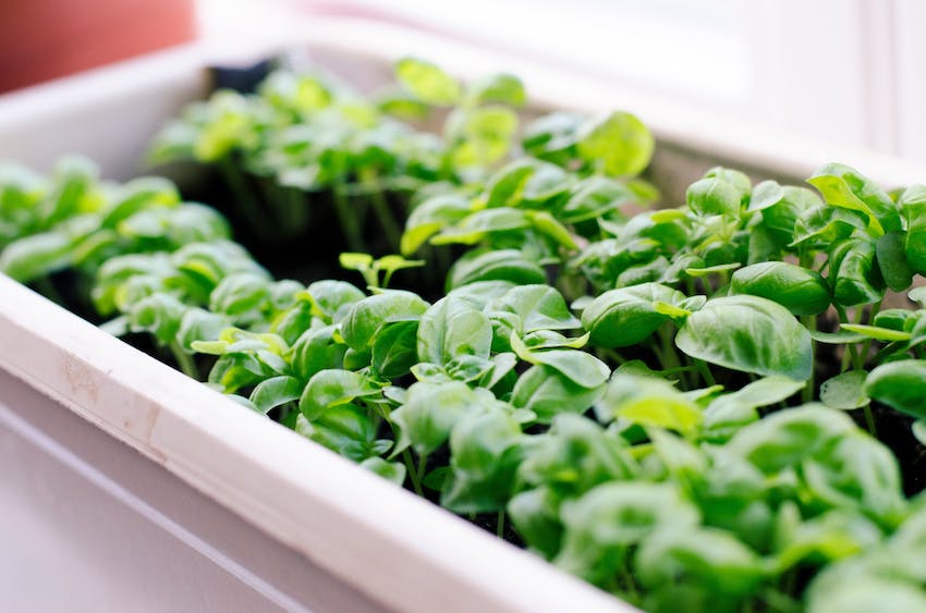 Close up view of cat-safe herbs growing in a container.