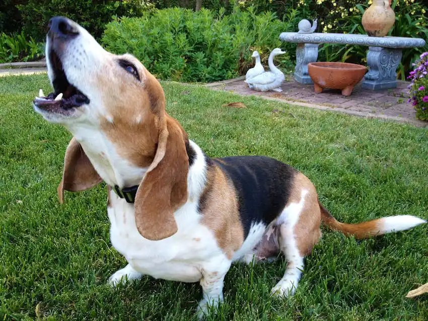 An older beagle howling on a grassy lawn