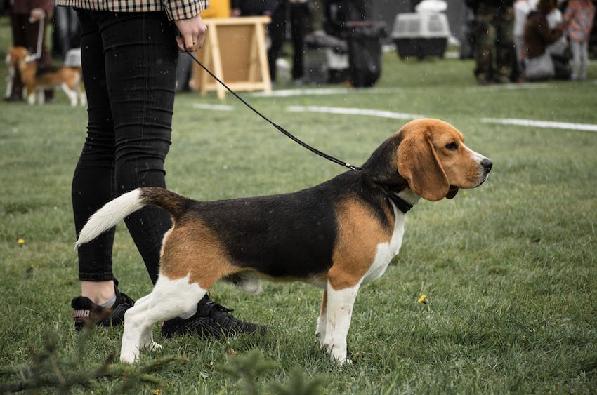 A Beagle posing at a dog show with handler, displaying the standard coloring and stature of the Beagle breed.
