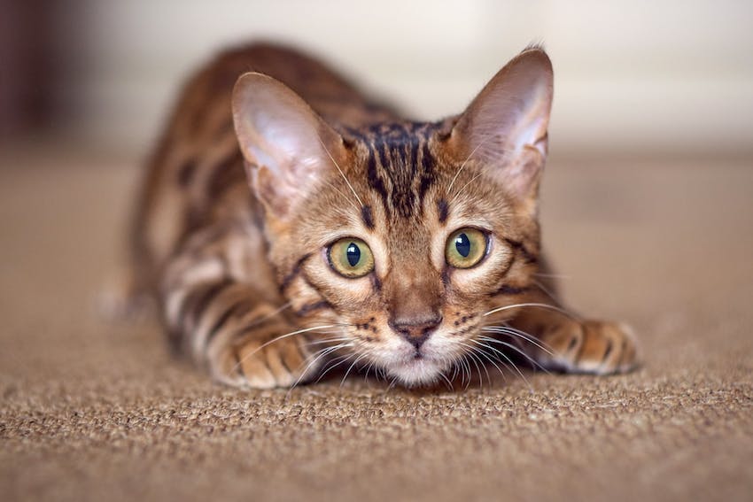 Close up view of a Bengal cat crouching down on a carpet and getting ready to pounce - Trupanion cat breed guide.