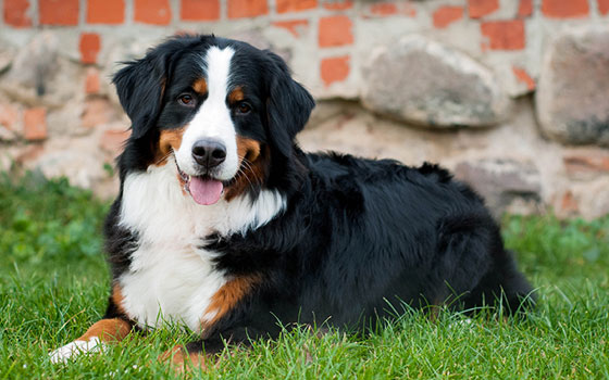 Bernese Mountain dog lying down in the grass