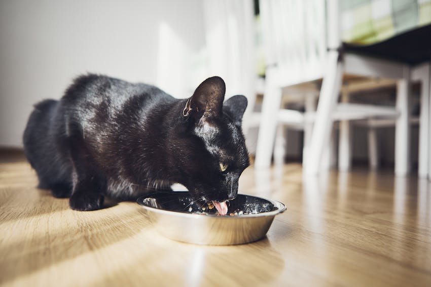 Close up of a black cat eating out of a metal bowl on a wood floor