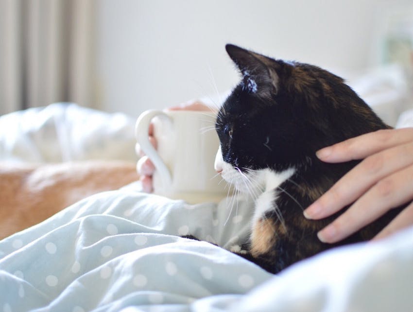 Close up of black and white cat sitting with human sipping out of a mug