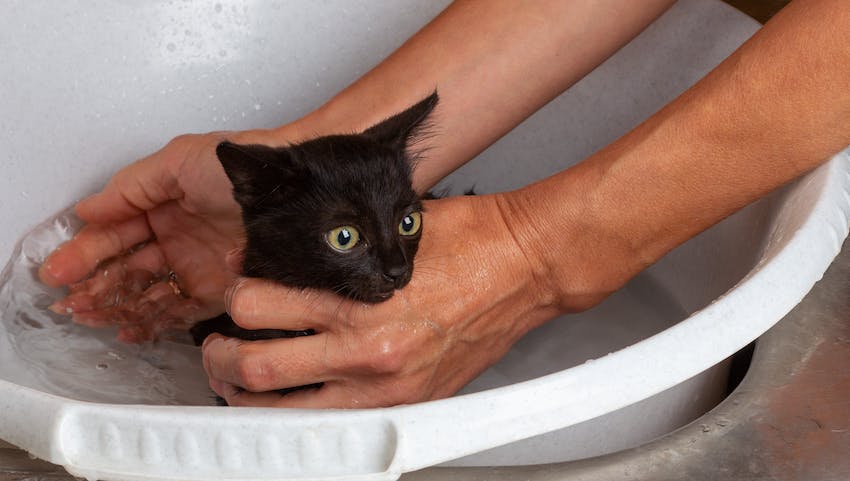 Black kitten with wide eyes being bathed in a white tub by human hands
