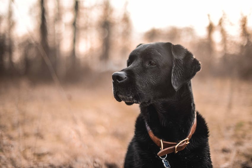 A black labrador retriever dog in a field looking to the side