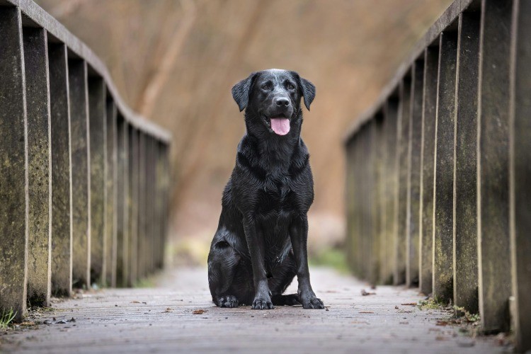 Black Lab sitting on a bridge path outdoors