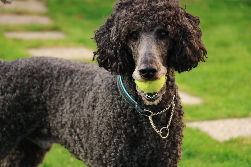 A black poodle standing with a tennis ball in its mouth