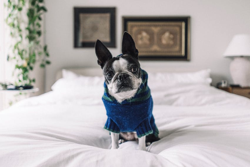 A Boston terrier sitting on a white bed in a blue shirt