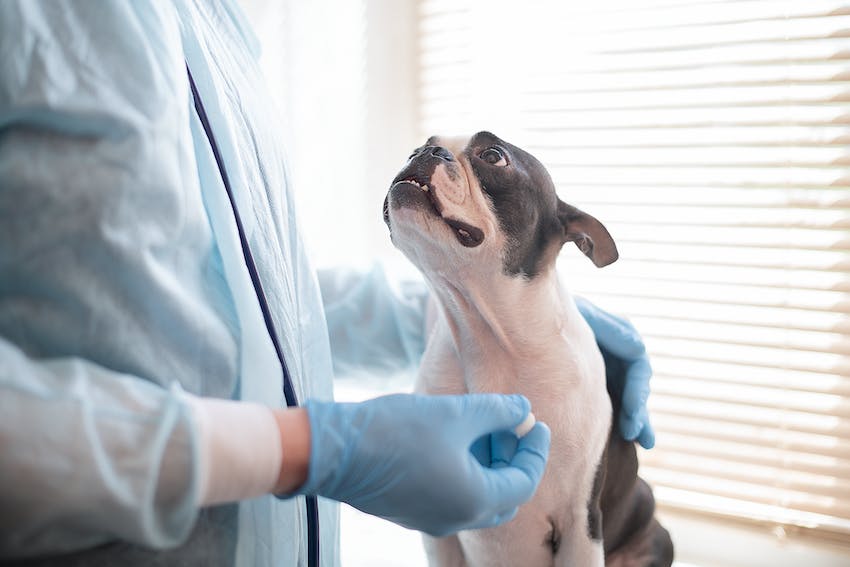 Boston terrier with vet