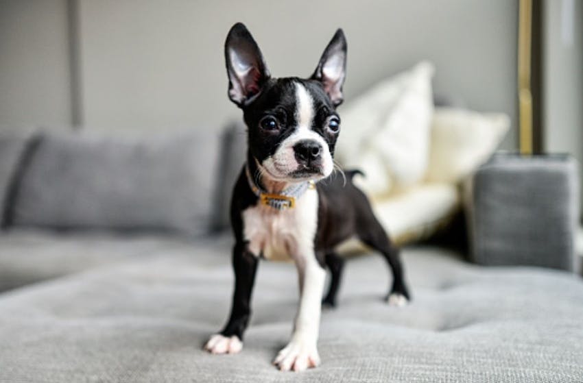 Young Boston Terrier standing on a gray couch