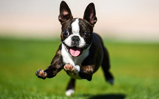 cards Boston Terrier Breed Guide