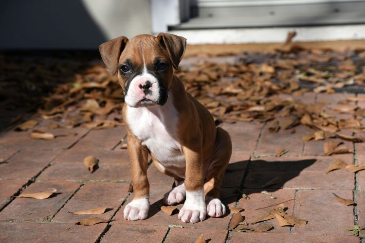 Boxer puppy sitting outside
