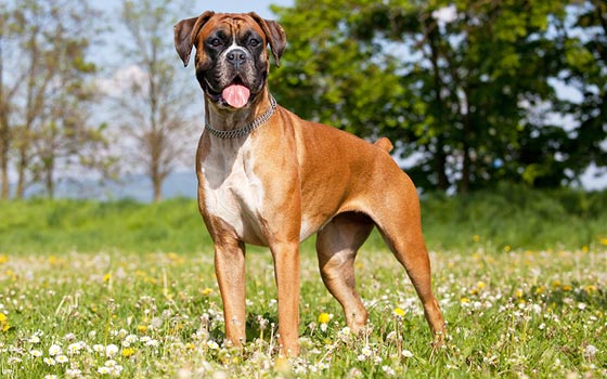 cards Boxer Dog Fun Facts, Health & Care Tips
