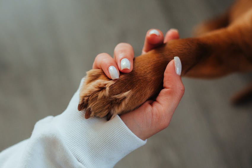 brown-dog-paw-in-human-hand[1]