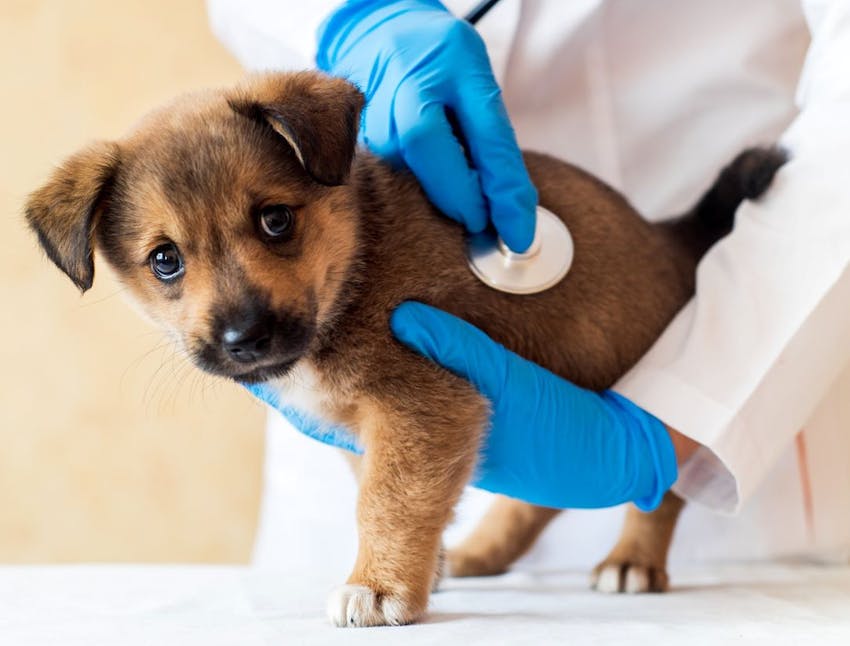 A small puppy at a veterinary exam
